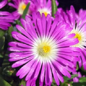 Delosperma Jewel of Desert Suntropics® 'Purple' Perennial Plug Plants Pack x6
