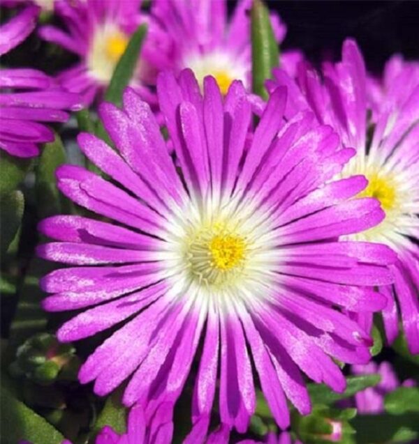 Delosperma Jewel of Desert Suntropics® 'Purple' Perennial Plug Plants Pack x6