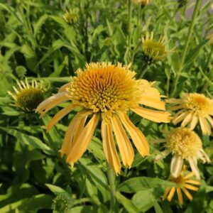 Echinacea (Coneflower) Papallo Semi Double Peach Perennial LARGE Plug Plants Pack x3