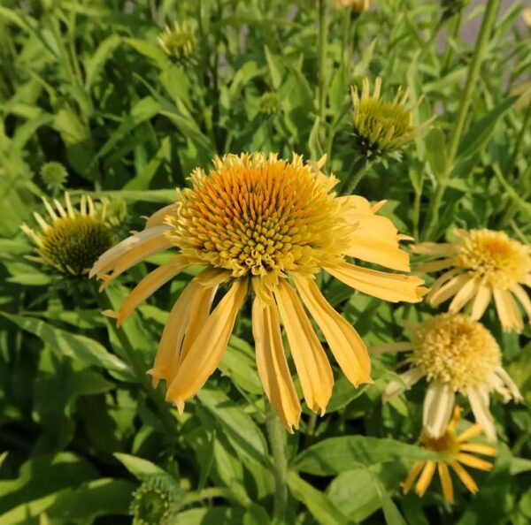 Echinacea (Coneflower) Papallo Semi Double Peach Perennial LARGE Plug Plants Pack x3
