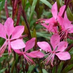 Gaura Linheimeri 'Gambit Rose' Perennial Garden Plug Plants Pack x6
