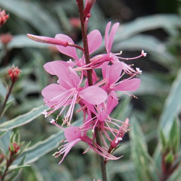 Gaura Linheimeri 'Gambit@ 'Variegata Rose' Perennial Garden Plug Plants Pack x6