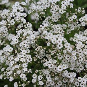 Gypsophila Paniculata 'Starflakes' Perennial Garden Plug Plants Pack x6