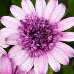 Osteospermum Erato® 'Double Rose Pink' Summer Plug Plants Pack x6
