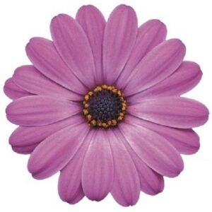 Pack x6 Cape Daisy Osteospermum Erato® 'Rose' Summer Plug Plants