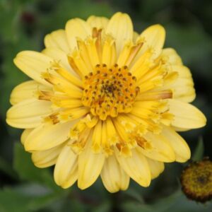 Osteospermum Erato® 'Double Yellow' Summer Plug Plants Pack x6