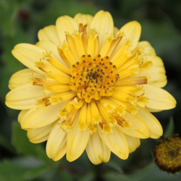 Osteospermum Erato® 'Double Yellow' Summer Plug Plants Pack x6