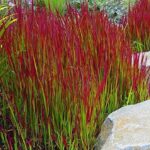 Grass Perennial Imperata Cylindrica 'Red Baron' XXL Supersized Plug Plants Pack x3