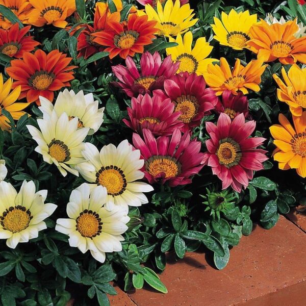 Gazania 'Kiss Series Mixed' Garden Flowering Plug Plants Pack x6