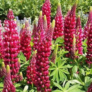 Lupin / Lupinus 'My Castle' Perennial Garden 9cm Pot Plants Pack x3