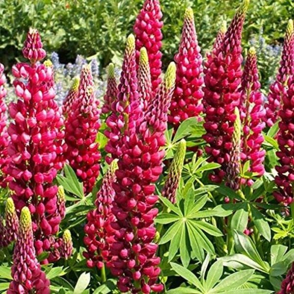 Lupin / Lupinus 'My Castle' Perennial Garden 9cm Pot Plants Pack x3