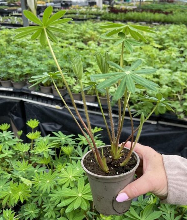 Lupin / Lupinus 'My Castle' Perennial Garden 9cm Pot Plants Pack x3