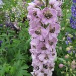 Delphinium Pacific 'Astolat' Perennial 9cm Pot Plants Pack x3