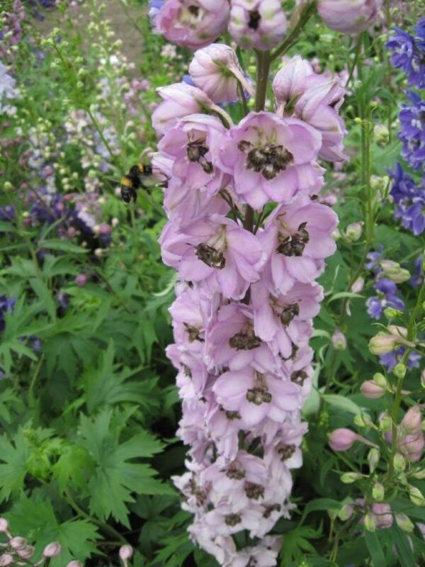 Delphinium Pacific 'Astolat' Perennial 9cm Pot Plants Pack x3