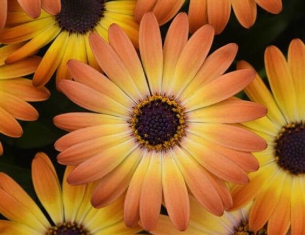 Osteospermum Cape Daisy 'Serenity Sunshine Beauty' Plug Plants Pack x6