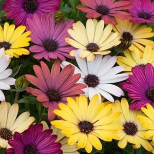Osteospermum 'Akila' Grand Canyon Mixed Pack x6 Plug Plants