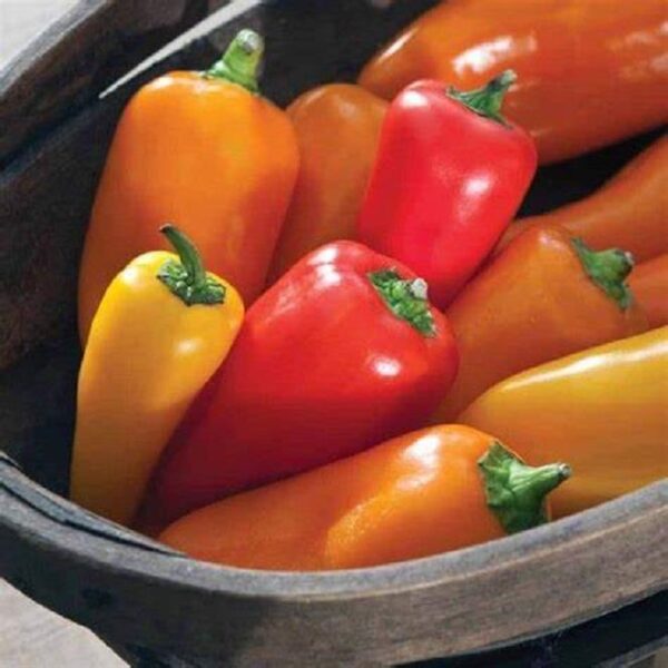 Pepper Sweet Snack Mixed Vegetable Plug Plants x6