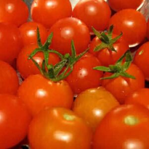 Tomato Plants 'Alicante' Vegetable Garden Plug Plants Pack x6