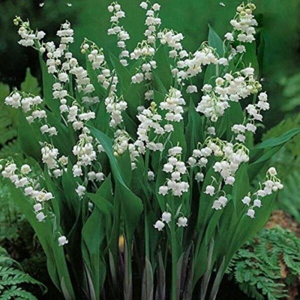 Convallaria Majalis Lily of the Valley Perennial XXL Supersize Plug Plants Pack x3
