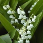 Convallaria Majalis Lily of the Valley Perennial XXL Supersize Plug Plants Pack x3