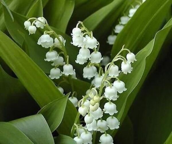 Convallaria Majalis Lily of the Valley Perennial XXL Supersize Plug Plants Pack x3