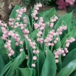 Convallaria Pink Lily of the Valley Perennial XXL Supersize Plug Plants Pack x3