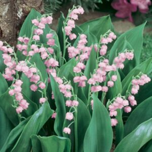 Convallaria Pink Lily of the Valley Perennial XXL Supersize Plug Plants Pack x3