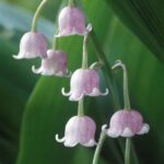 Convallaria Pink Lily of the Valley Perennial XXL Supersize Plug Plants Pack x3
