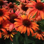 Echinacea (Coneflower) Orange Skipper Perennial 9cm Pot Plants Pack x3