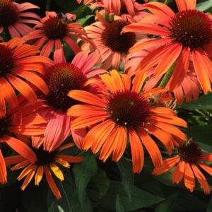 Echinacea (Coneflower) Orange Skipper Perennial 9cm Pot Plants Pack x3