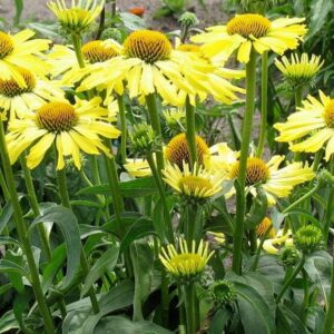 Echinacea (Coneflower) Yellow Skipper Perennial LARGE Plug Plants Pack x3