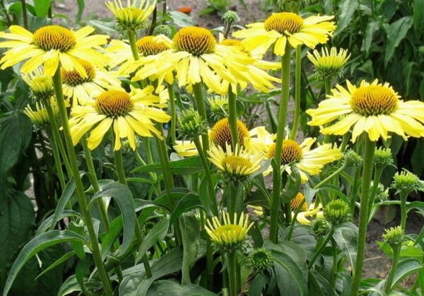 Echinacea (Coneflower) Yellow Skipper Perennial LARGE Plug Plants Pack x3