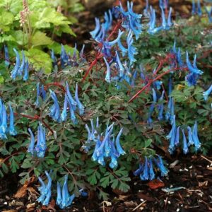 Corydalis 'Blue Heron' Perennial LARGE size Plug Plants Pack x3