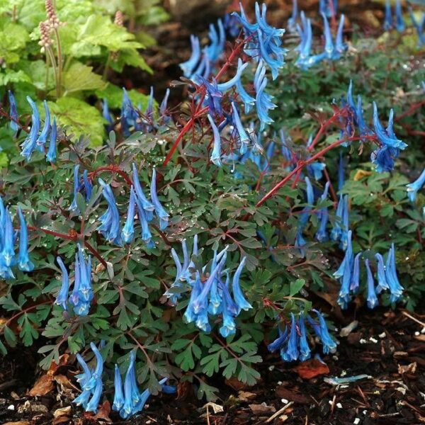 Corydalis 'Blue Heron' Perennial LARGE size Plug Plants Pack x3