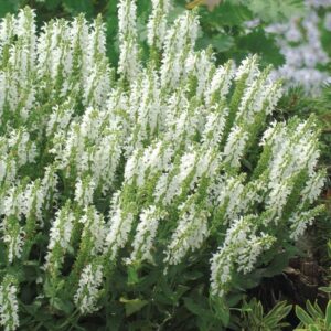 Salvia Nemorosa Sensation™ Compact White Plug Plants Pack x6
