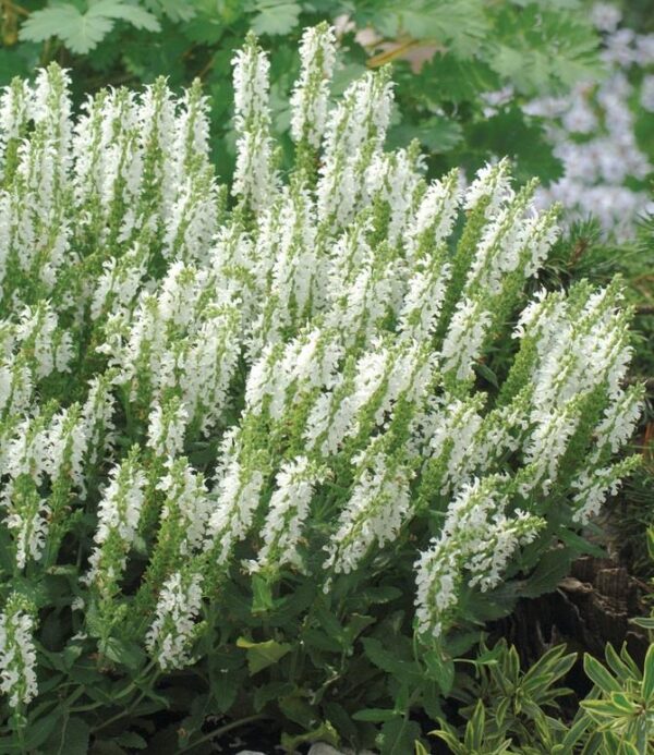 Salvia Nemorosa Sensation™ Compact White Plug Plants Pack x6