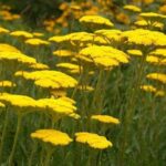 Achillea Filipendulina 'Cloth of Gold' Perennial 9cm Pot Plants Pack x3