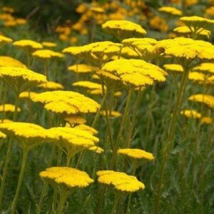 Achillea Filipendulina 'Cloth of Gold' Perennial 9cm Pot Plants Pack x3