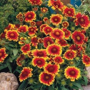 Gaillardia 'Arizona Sun' Perennial Garden LARGE Plug Plants Pack x3