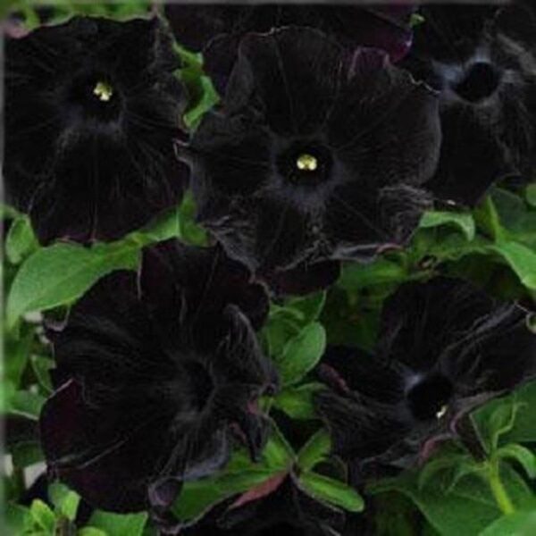 Petunia Trailing 'Back To Black' Summer Garden / Basket Plug Plants Pack x6