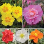 Helianthemum 'Mixed Collection' (Rock Rose) Perennial Garden Plug Plants Pack x6