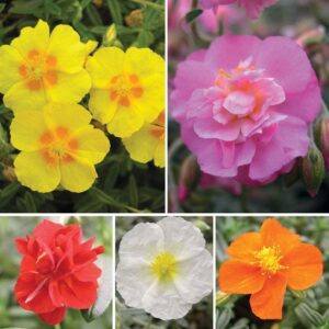 Helianthemum 'Mixed Collection' (Rock Rose) Perennial Garden Plug Plants Pack x6