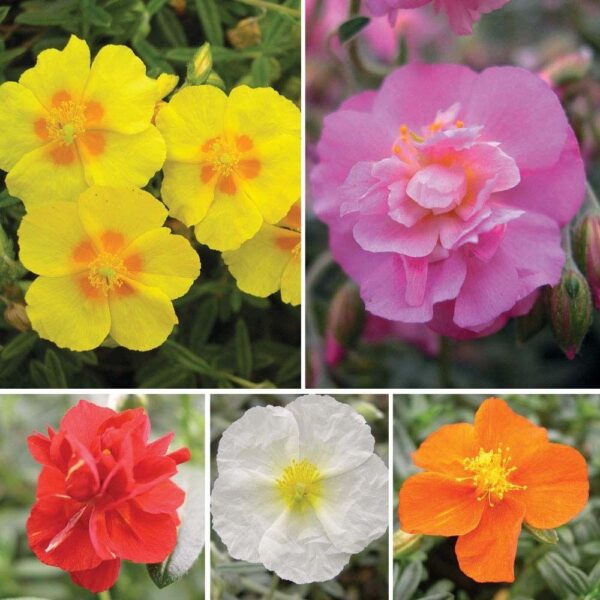 Helianthemum 'Mixed Collection' (Rock Rose) Perennial Garden Plug Plants Pack x6