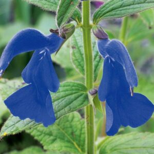 Salvia 'Patens Patio Regal Blue' Perennial Garden Plug Plants Pack x6
