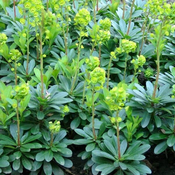 Euphorbia Amygdaloides Var. Robbiae Perennial Plug Plants Pack x6