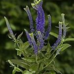 Veronica Special Spicata 'Christa' Perennial Plug Plants Pack x6