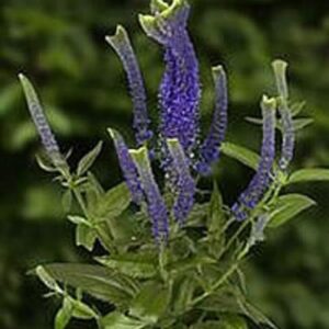 Veronica Special Spicata 'Christa' Perennial Plug Plants Pack x6