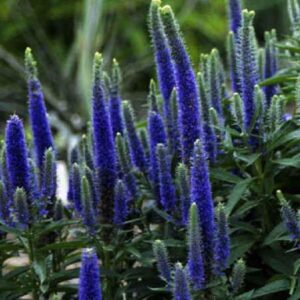 Veronica Spicata 'Royal Candles' Perennial Garden Flowering Plug Plants Pack x6