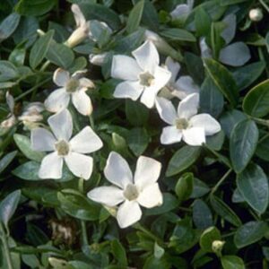 Vinca Minor 'Colada White' Perennial Garden Plug Plants Pack x6