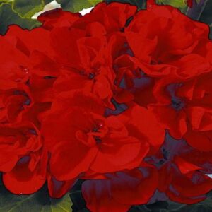 Geranium Zonal Grandeur® 'Bright Red'  Summer Garden Plug Plants Pack x6